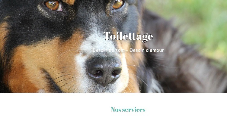 Site internet prêt à l’emploi de toilettage à vendre